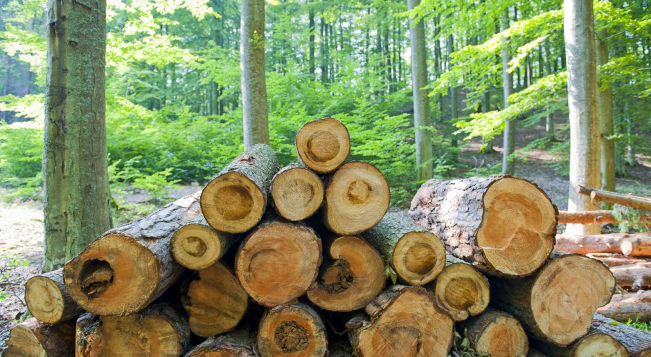 Finowie wybudują za 200 mln euro najnowocześniejszy tartak na świecie