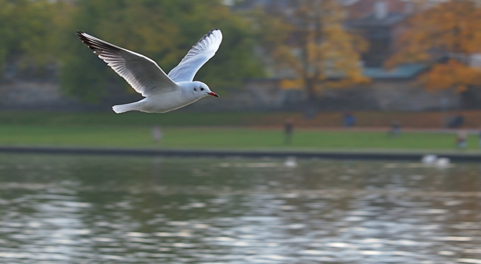 29 inwestycji przeciwpowodziowych w dorzeczach Warty i środkowej Wisły