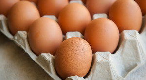 Jaja są już droższe od kurczaków. Co się dzieje?
