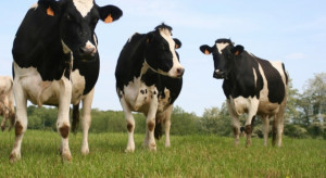 Łączność 5G testują... krowy w futurystycznej dojarni