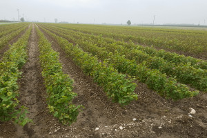 Polski wosk pomaga chronić winorośle