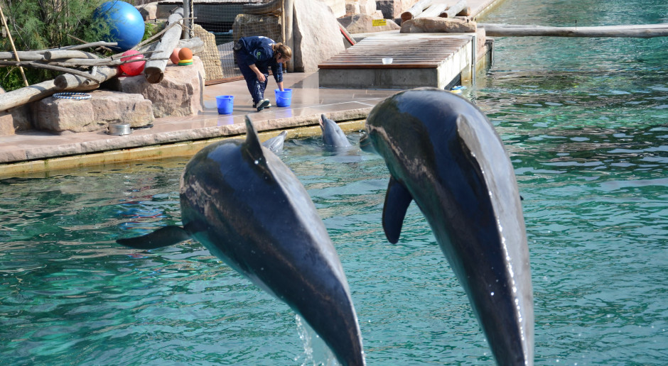 Delfin-android może zastąpić żywe zwierzęta w parkach rozrywki