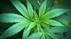 Kolejne cztery amerykańskie stany legalizują marihuanę