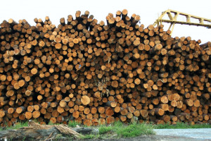 Długo popyt na drewno w Unii zaspokajał głównie import z Białorusi i Rosji. Do czasu wprowadzenia embarga...