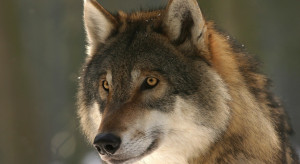 Władze ostrzegają przed wilkami w Wielkopolsce
