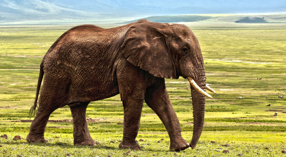 Chiny: Wędrówka stada słoni. Ogłoszono zamknięcie dróg
