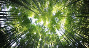Ekspert z UW: Dbajmy o renaturyzację krajobrazu, odtwarzanie lasów i zasoby wody