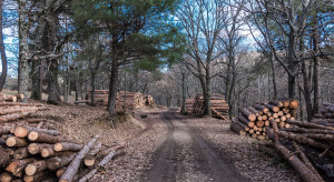 Ceny drewna biją rekordy. Padają oskarżenia o sabotaż gospodarczy