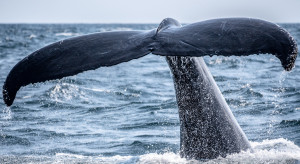 Wieloryb utknął na brzegu w Calais