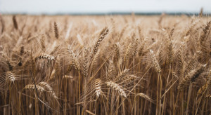 Kanada: Susza zmniejszyła plony zbóż o jedną trzecią