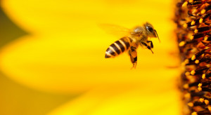 Pół miliona złotych na wsparcie dla pszczół