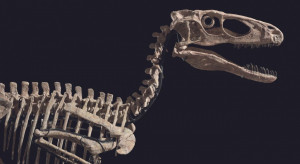 Szkielet dinozaura sprzedany za ponad 12 mln dolarów. Był inspiracją dla "Jurassic Park"