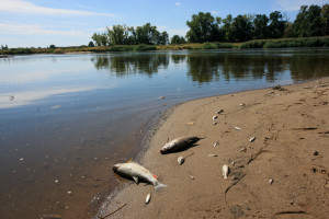 ZAK Grupa Azoty zaprzecza, jakoby miała związek ze śnięciem ryb w Odrze