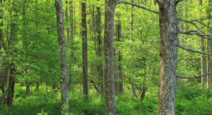 Szwecja przeciwna unijnym planom ograniczenia wycinki drzew
