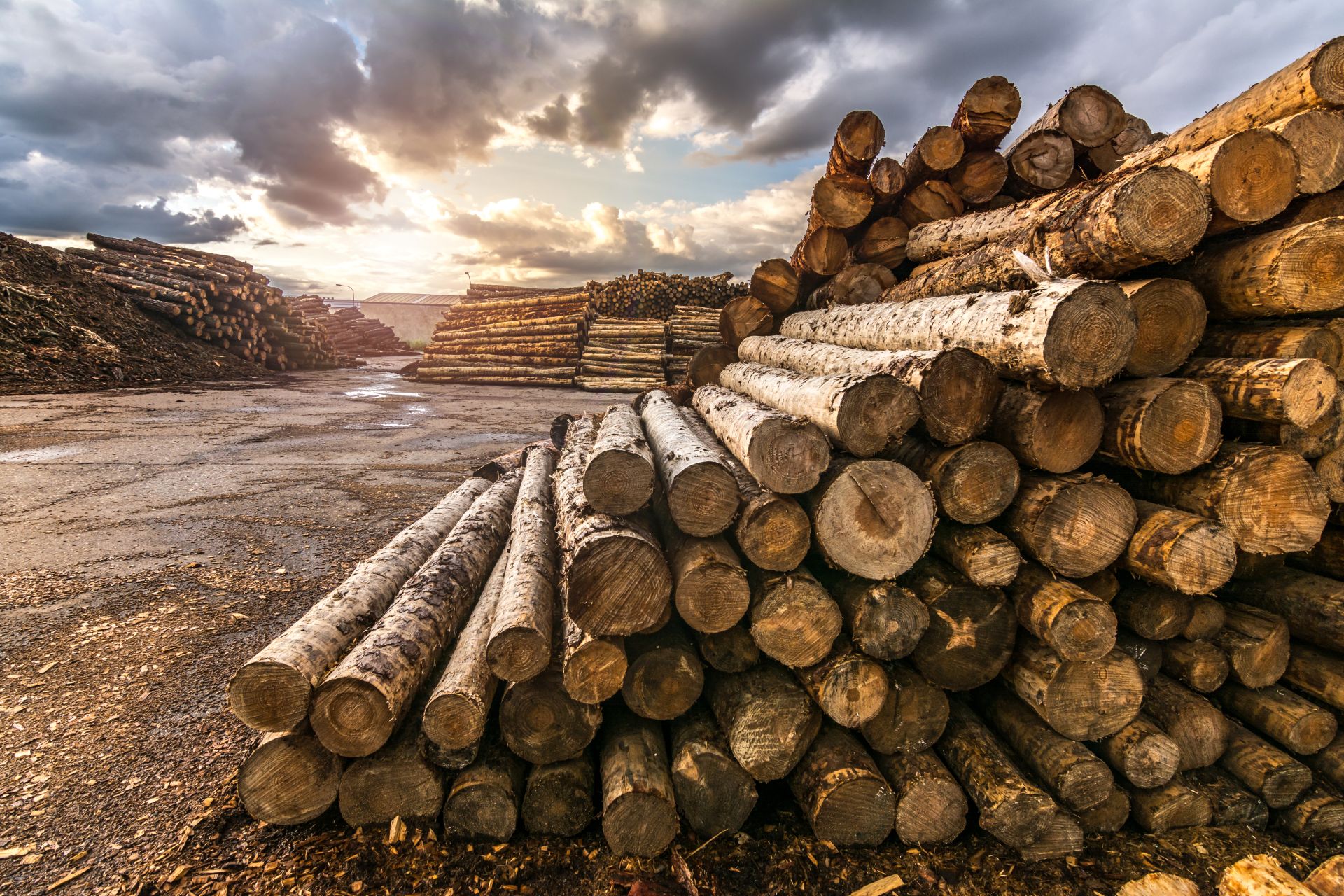 A cada lote de madera, café y caucho, por ejemplo, se le asignarán datos de geolocalización precisos. Foto: Shutterstock/Juan Enrique del Barrio