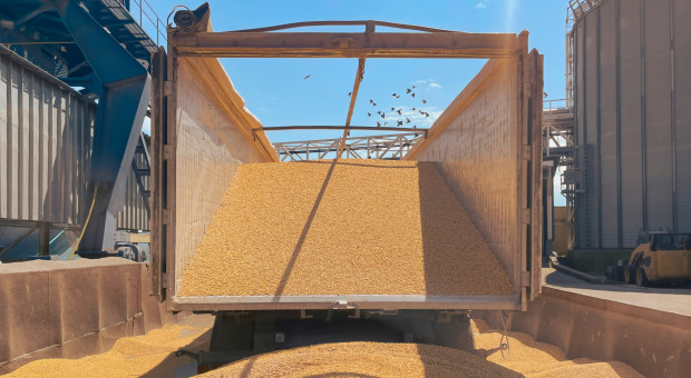 Azoty i Anwil podbijają Ukrainę nawozami. Wygrywamy z Rosjanami